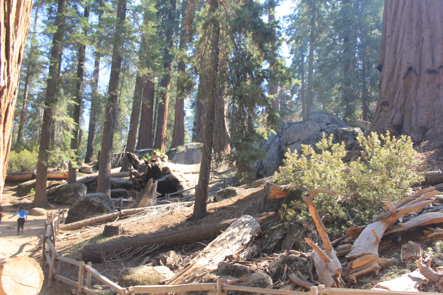 Grant Tree Trail, Boundary Trail and North Grove Trail 